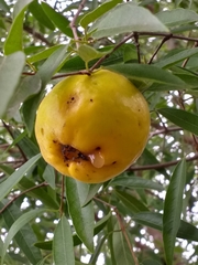 Eugenia myrcianthes