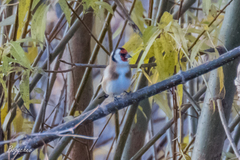 Carduelis carduelis