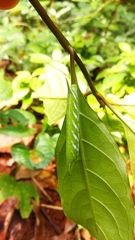 Macroglossum vicinum