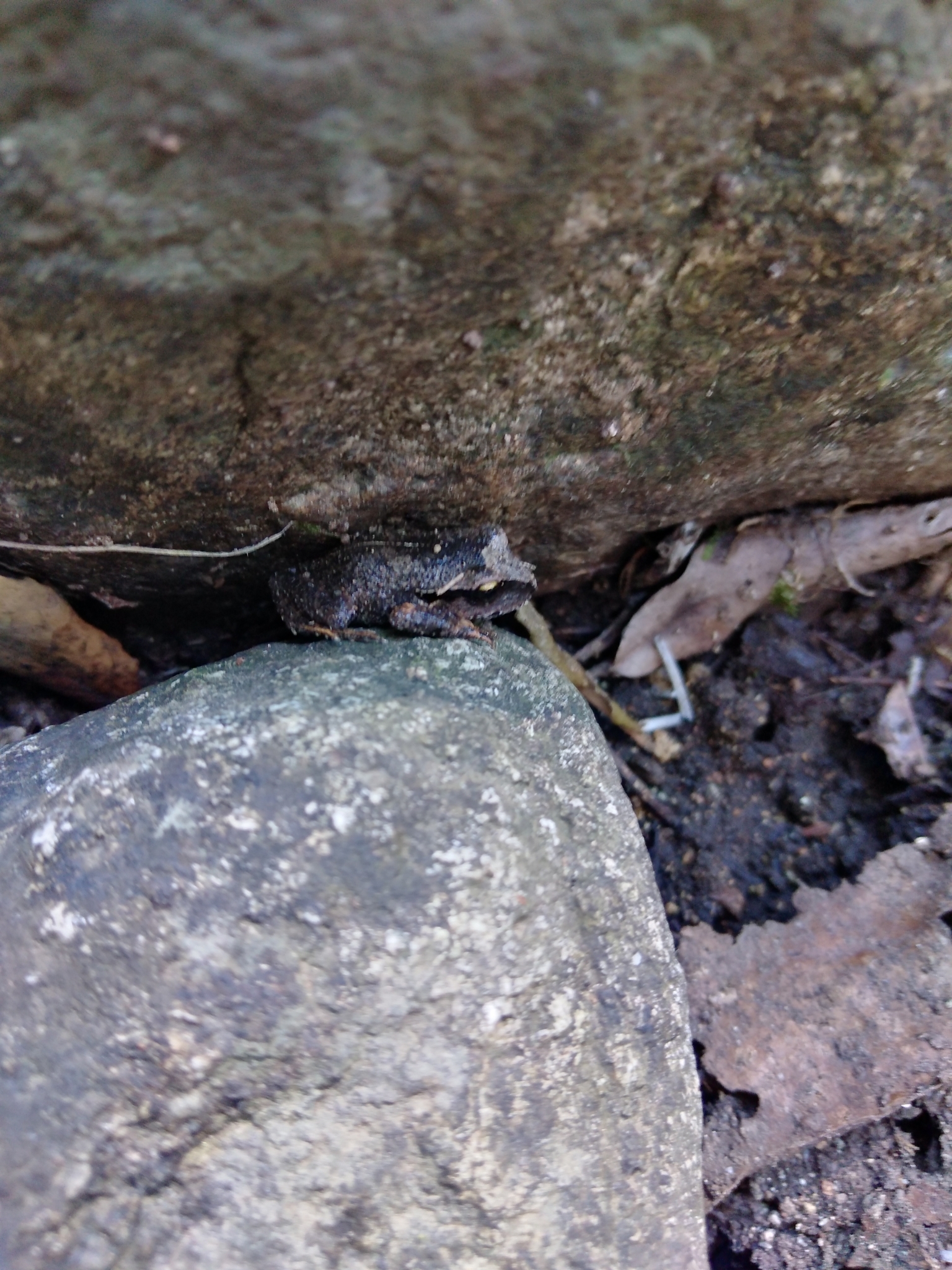 Alsodes cantillanensis Charrier, Correa-Quezada, Castro & Méndez-Torres, 2015