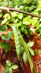 Macroglossum vicinum