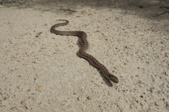 Hypsiglena ochrorhynchus klauberi