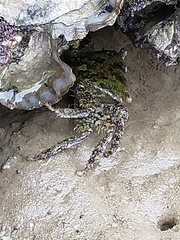 Metopograpsus frontalis