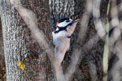 Dendrocopos major