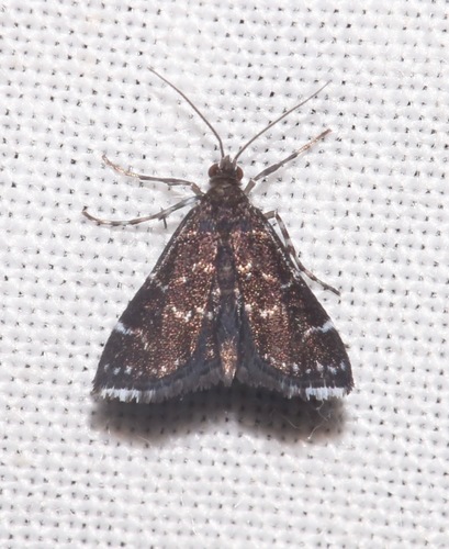 Nymphuliella image