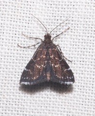Image of Nymphuliella daeckealis