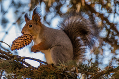 Sciurus vulgaris