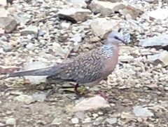 Streptopelia chinensis