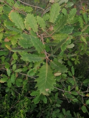 Quercus × cerrioides