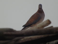 Streptopelia senegalensis