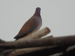 Streptopelia senegalensis