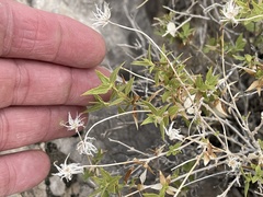 Brickellia atractyloides