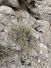 Brickellia atractyloides