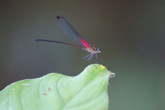 Hetaerina fuscoguttata