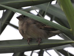 Passer domesticus