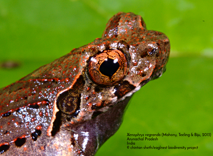 Jingophrys vegrandis