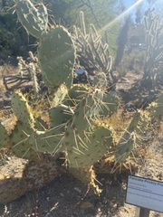 Opuntia chlorotica