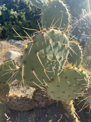 Opuntia chlorotica