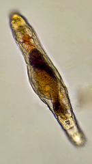 Philodinavus paradoxus