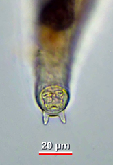 Philodinavus paradoxus