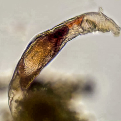 Philodinavus paradoxus