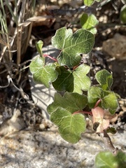 Jatropha moranii
