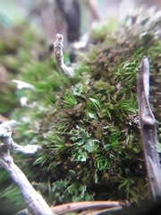 Crossocalyx hellerianus