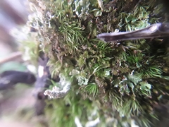 Crossocalyx hellerianus