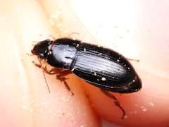 Harpalus autumnalis