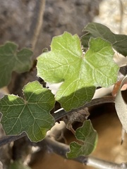 Jatropha moranii