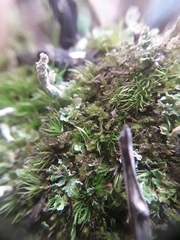 Crossocalyx hellerianus