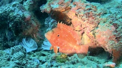 Cirrhitichthys aureus