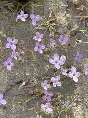 Stenotis asperuloides