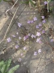 Stenotis asperuloides