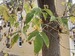 Acer negundo
