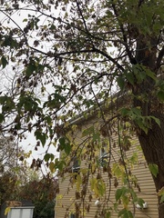 Acer negundo