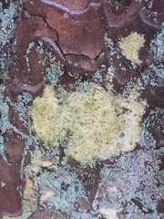 Chaenotheca ferruginea