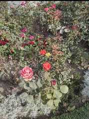 Magnoliopsida