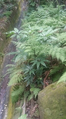 Heptapleurum heptaphyllum