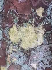 Chaenotheca ferruginea