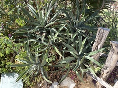 Agave aurea capensis