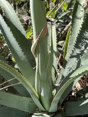 Agave aurea capensis