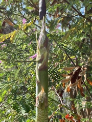 Agave aurea capensis