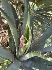 Agave aurea capensis