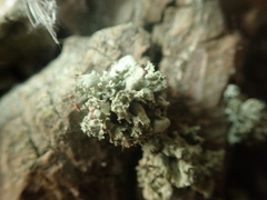 Ramalina baltica