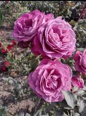 Rosa chinensis