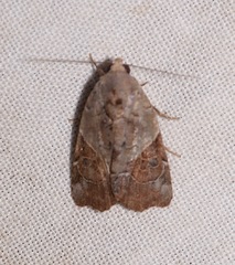 Gonodes liquida