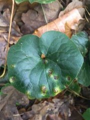 Puccinia asarina