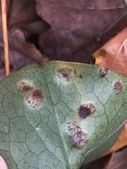 Puccinia asarina