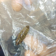 Pyrophorus noctilucus